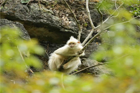 广西发现罕见白化黑叶猴